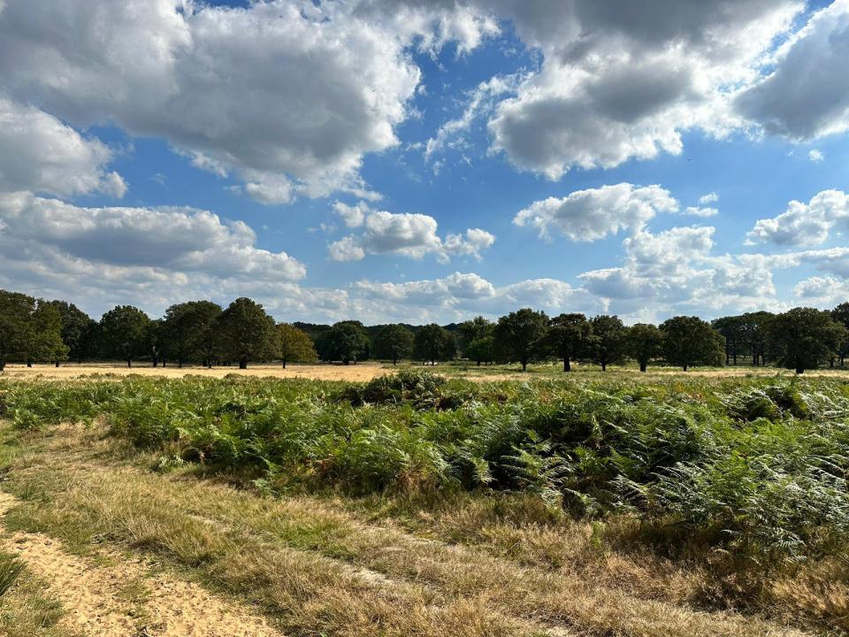 A blue sky with clouds over a yellow field